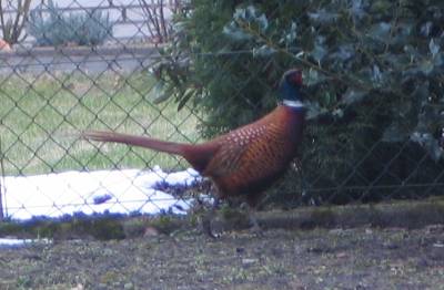 pheasant 2